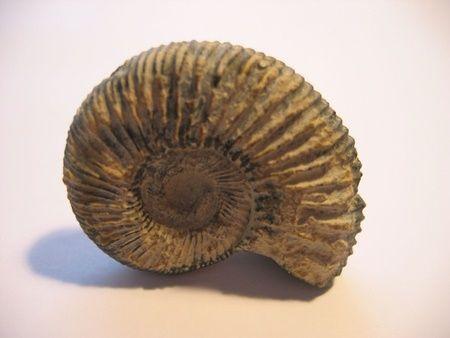 ammonite