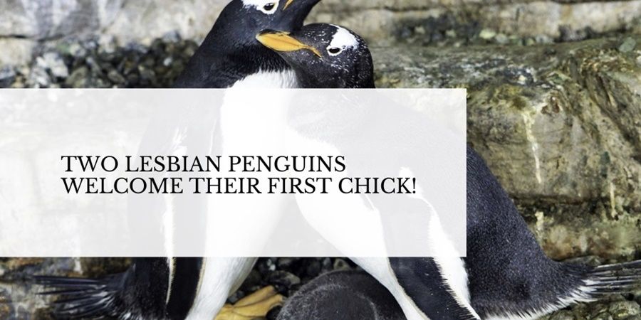 Lesbian couple of penguins, Electra and Viola, welcomed first chick!