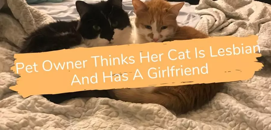 Lesbian Kitties